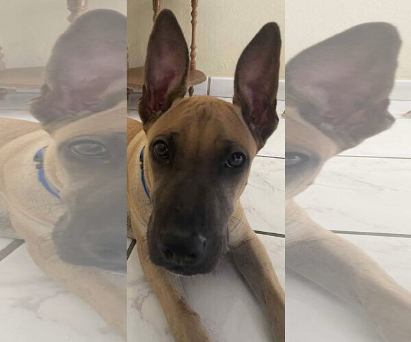 Medium Photo #2 Labrador Retriever-Unknown Mix Puppy For Sale in NYC, NY, USA