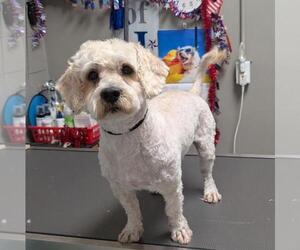 Poodle (Miniature)-Unknown Mix Dogs for adoption in Las Vegas, NV, USA