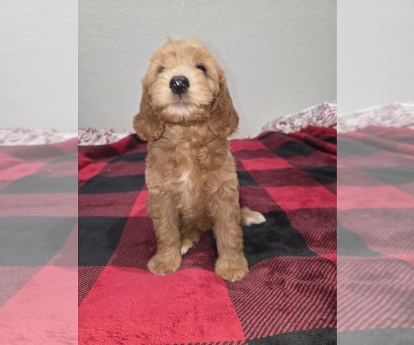 Medium Photo #3 Goldendoodle Puppy For Sale in DUBLIN, TX, USA