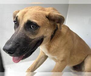 Black Mouth Cur-Unknown Mix Dogs for adoption in Houston, TX, USA