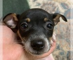 Small Photo #1 Rat Terrier Puppy For Sale in WHITAKERS, NC, USA