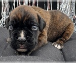 Small #6 Boxer