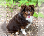 Small Photo #3 Australian Shepherd-Unknown Mix Puppy For Sale in Cranston, RI, USA