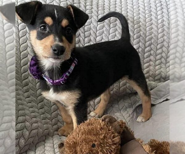 Medium Photo #1 Mutt Puppy For Sale in Spring Lake, NC, USA