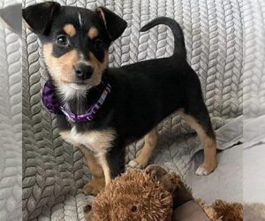 Mutt Dogs for adoption in Spring Lake, NC, USA