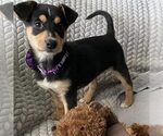 Small Mutt