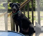 Small #2 Labrador Retriever Mix