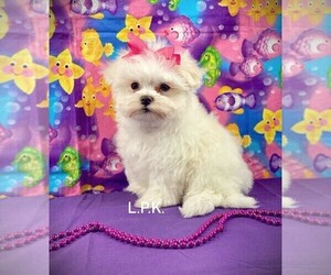 Maltese Puppy for sale in WINNSBORO, LA, USA