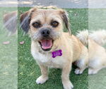 Small #1 Border Terrier Mix