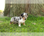 Small Photo #28 Dachshund Puppy For Sale in BREMEN, IN, USA