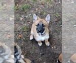 Small Photo #7 Belgian Malinois-Siberian Husky Mix Puppy For Sale in KANSAS CITY, MO, USA