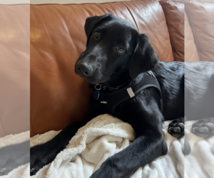Medium Labrador Retriever