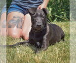 Small #8 American Staffordshire Terrier-Boxer Mix