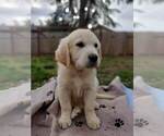 Puppy 2 English Cream Golden Retriever