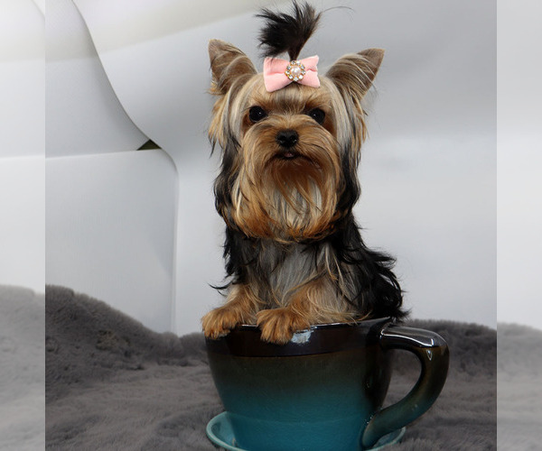 Medium Photo #3 Yorkshire Terrier Puppy For Sale in LOS ANGELES, CA, USA