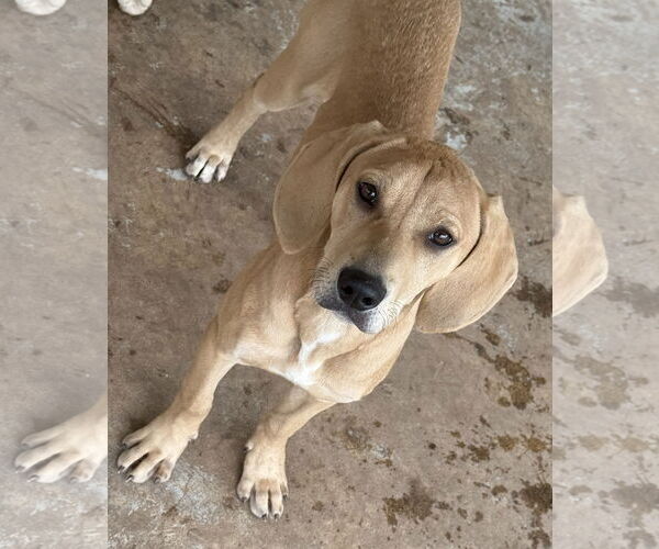 Medium Photo #4 Coonhound-Unknown Mix Puppy For Sale in The Woodlands, TX, USA