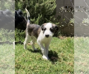 Border-Aussie Puppy for sale in CAMARILLO, CA, USA