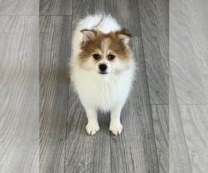 Pomeranian Puppy for sale in BEECH GROVE, IN, USA