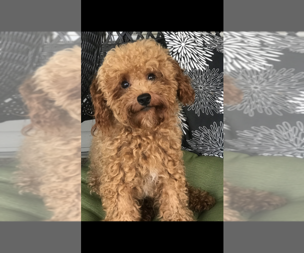 Medium Photo #8 Poodle (Toy) Puppy For Sale in BOWLING GREEN, KY, USA