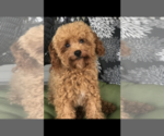Small Photo #8 Poodle (Toy) Puppy For Sale in BOWLING GREEN, KY, USA