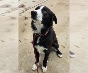 Border Collie Dogs for adoption in Sacramento, CA, USA