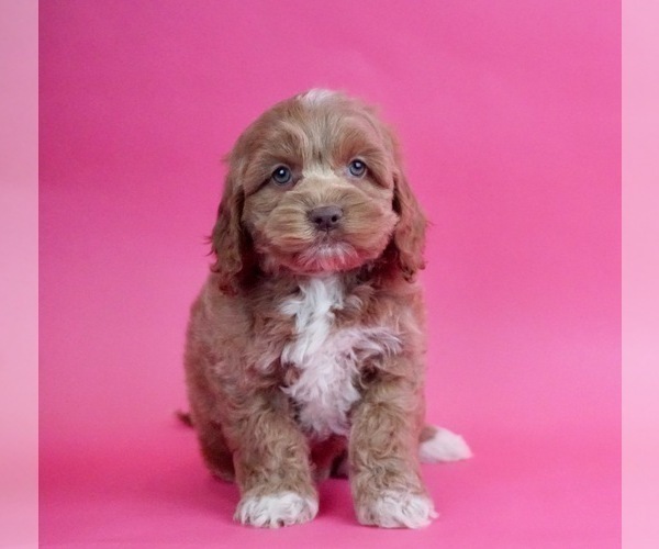 Medium Photo #3 Cocker Spaniel-Poodle (Miniature) Mix Puppy For Sale in WARSAW, IN, USA