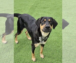 Mutt Dogs for adoption in Boston, MA, USA
