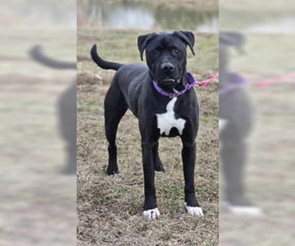Medium Photo #1 Labrador Retriever-Unknown Mix Puppy For Sale in Oskaloosa, IA, USA