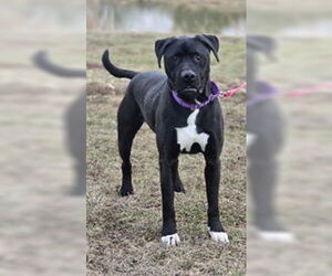 Labrador Retriever-Unknown Mix Dogs for adoption in Oskaloosa, IA, USA