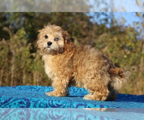 Medium Photo #39 ShihPoo Puppy For Sale in DYERSBURG, TN, USA