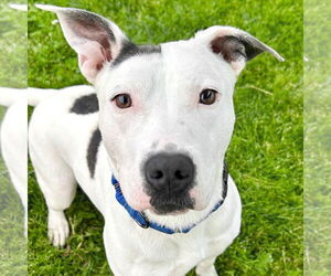 Mutt Dogs for adoption in Jefferson, WI, USA
