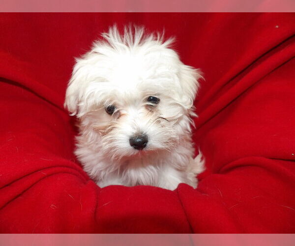 Medium Photo #16 Maltese Puppy For Sale in PATERSON, NJ, USA