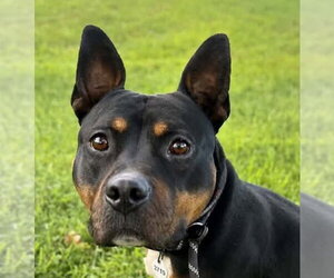 Mutt Dogs for adoption in Rockville, MD, USA