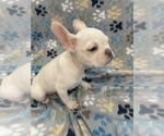 Small #7 French Bulldog