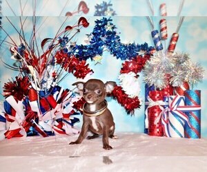 Medium Chihuahua