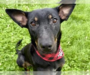 Doberman Pinscher-Unknown Mix Dogs for adoption in Pueblo, CO, USA