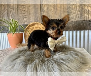 Yorkshire Terrier Puppy for sale in NAPPANEE, IN, USA