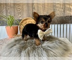 Small Yorkshire Terrier