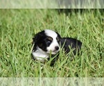Small #4 Miniature Australian Shepherd