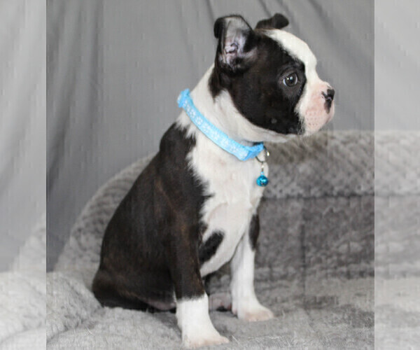 Medium Photo #9 Boston Terrier Puppy For Sale in BROOKSVILLE, FL, USA