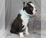 Small #8 Boston Terrier