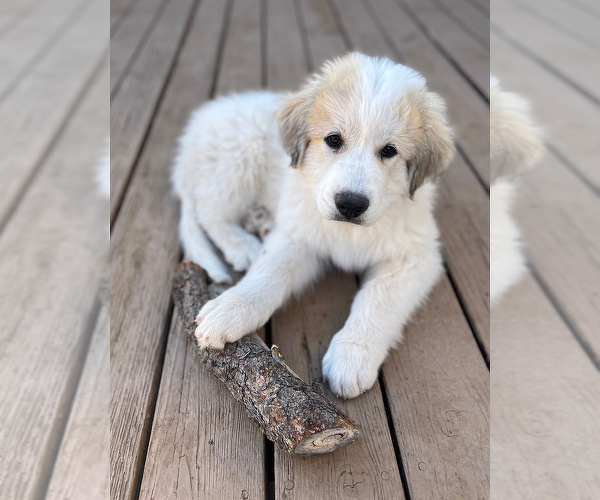Medium Photo #3 Great Pyrenees Puppy For Sale in MONTROSE, CO, USA