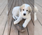 Small Photo #3 Great Pyrenees Puppy For Sale in MONTROSE, CO, USA