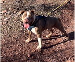 Small #20 American Staffordshire Terrier Mix