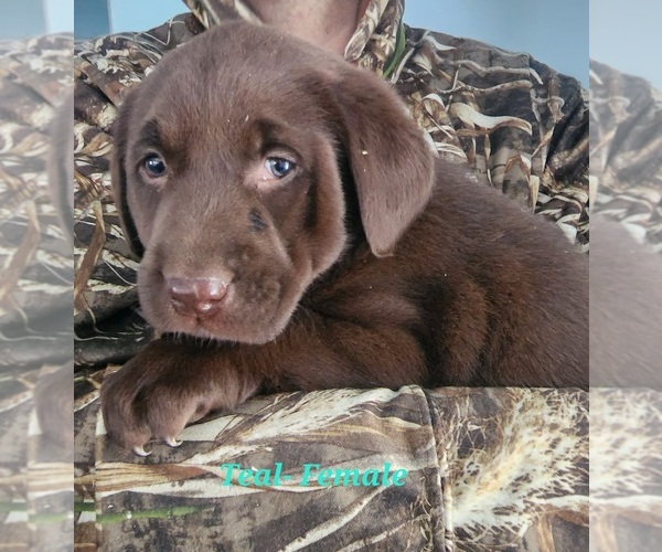 Medium Photo #2 Labrador Retriever Puppy For Sale in CASHTON, WI, USA