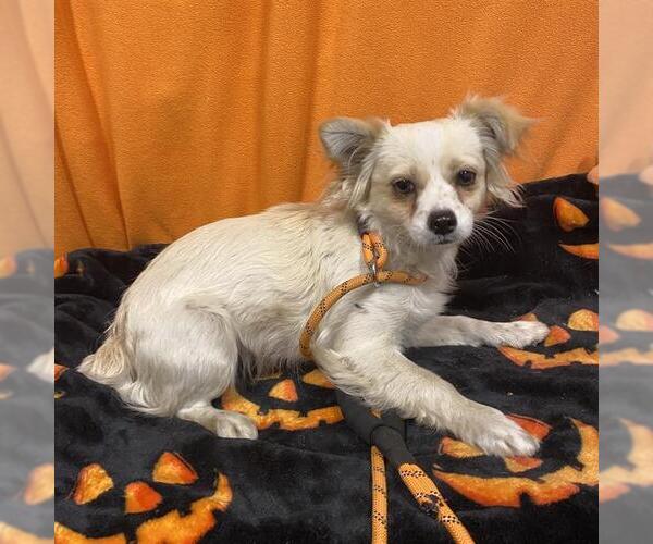 Medium Photo #1 Chihuahua Puppy For Sale in Modesto, CA, USA