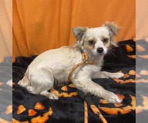 Chihuahua Dogs for adoption in Modesto, CA, USA