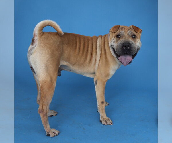 Medium Photo #2 Chinese Shar-Pei Puppy For Sale in Pasadena, CA, USA