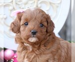 Small Photo #1 Cavapoo Puppy For Sale in JONES, MI, USA