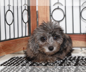 YorkiePoo Puppy for sale in NAPLES, FL, USA